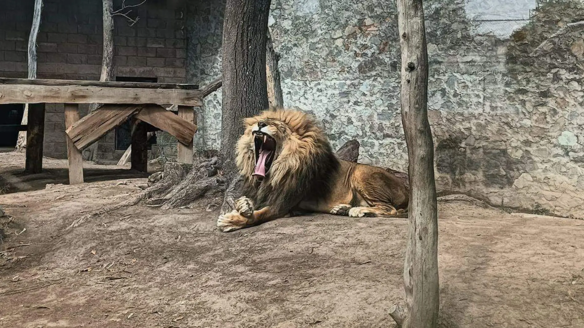 animales frío bioparque pachuca